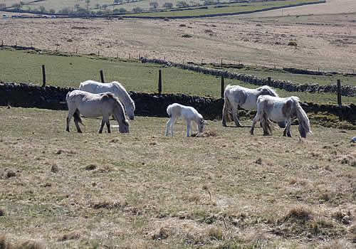 Photo Gallery Image - Ponies grazing near Brown Willy on Bodmin Moor